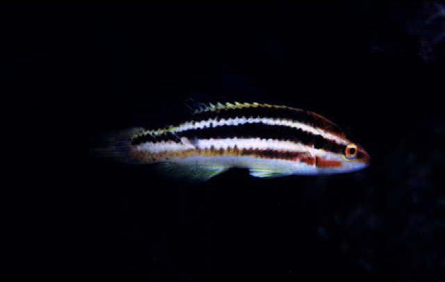 Bodianus izuensis